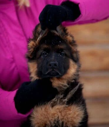 alman ovcarka balaları: Alman çoban iti, 2 ay, Erkek, Sənədli, Pulsuz çatdırılma — 2