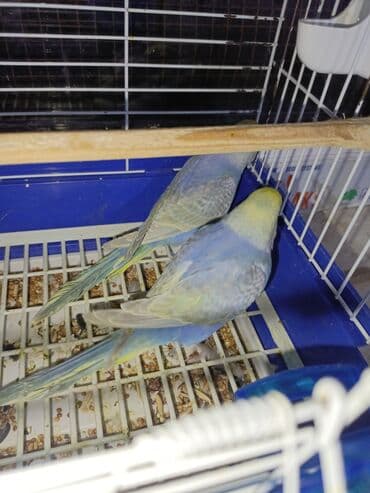 qara canavar sekilleri: Korella hazır cüt yuva qızdırırlar hələ bala verməyiblər. cütü 80m — 4