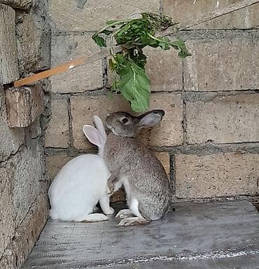 cau cau stenci: Ev dovşanları – cüt 2 ədəd sağlam ev dovşanı satılır.😊 Birlikdə — 3