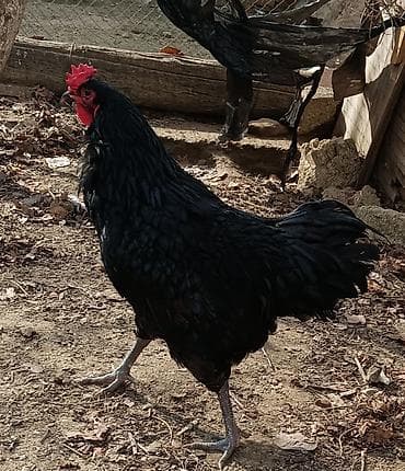 Digər heyvanlar: Xoruz, il: 1, Ünvandan götürmə — 2