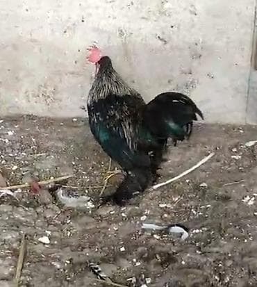 Məhsul: Xoruz Təsvir: - Cins tipajı: kənd tipi, dekorativ