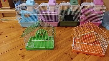 ana bala qoyun: Ağ hamster cunqarik sortu, hədiyyəlik əla seçimdir, ağıllı, təmiz ev — 2