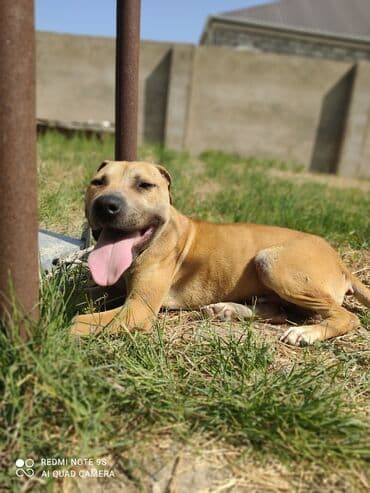 pitbul itlər: Питбуль, 7 месяцев, Самец — 1