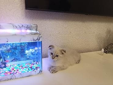 akvarium filterleri: Şotland yastı qulaq — 2