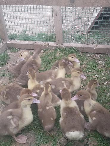 qus dami satilir: 1aylıq balalardı kariçni sordu 13 ədəddir inkubator deyil őz — 3