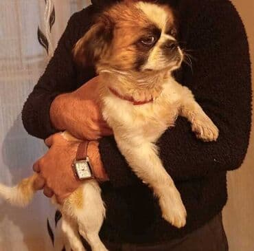 маленькие собаки в баку: Пекинес — 3