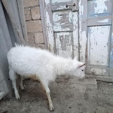 heyvan satisi tap az: Tam sağlam həyət heyvanıdı. 1 yaşı var. Real alıcıya endirim olacaq — 2