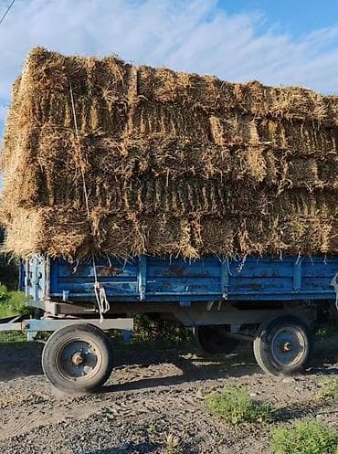 ev heyvanları satışı: Lapet iwlek veziyyetdedi ot daniwmaq ucun istifede olunur — 3