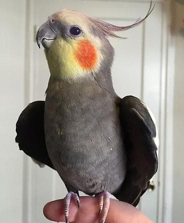 poodle satışı: ✨ Seri rəngli hazır elquşları satışda! 🐦✨ Fərqli rənglər və gözəl — 1