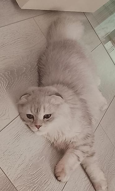 it səkilləri: Şotland uzun tüklü, Pulsuz çatdırılma — 2