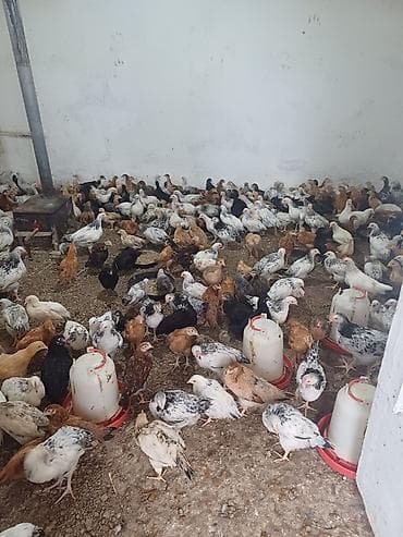 İnkubatorlar: Quşçuluq təsərrüfatı üçün hazır obyekt Hazir biznes kimi — 9