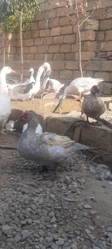 ördək qiyməti: Sonu 60 azn cutu teccili satlir lələklər, üzərində xarakterik qırmızı — 5