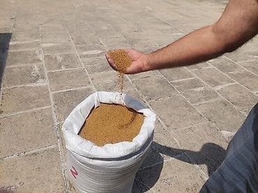 bitki guli: Salam. 1)Arpa sortu garabag 22 er 1. 16yon var. 2)Yonca toxumu — 3