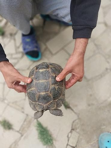 Satlır Ölcsü Orta Aktiv Heyvandı Qiymeti barede Narhat Etməyin