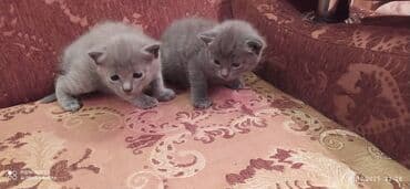 xaski it satisi: Britan, Erkək, Dişi — 4