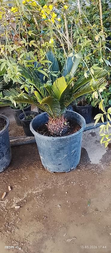 ciledagi bitki: SEKAS PALMA– Cycas revoluta, iri plastik dibçəklərdə. - Bitki tipi — 2