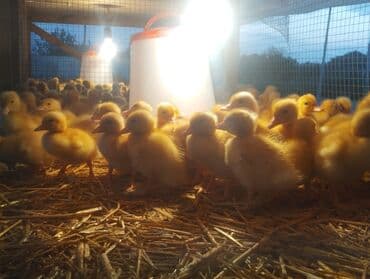 tısbağa balası: Ördək cücələri, Ətlik, Ünvandan götürmə, Ödənişli çatdırılma, Rayonlara çatdırılma — 4