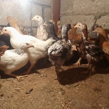 samsung c3 ekran: Samsung B200, 2 GB, rəng - Ağ, Barmaq izi — 4