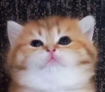 yumurta latoku: Britan, Erkək, Yaxşı əllərə, Ünvandan götürmə — 3