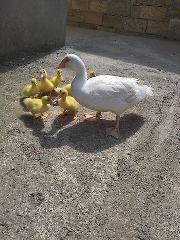 labrador satisi: Dişi, | Lal ördək, Damazlıq, Ünvandan götürmə — 2