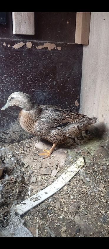 kənd toyuqlarının satışı: 3 ƏDƏD DİŞİ ANA ÖRDƏYLƏR SATILIR 2 ƏDƏDİ QIRTA YATIB ALTINDA — 2