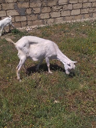 Dişi, il: 1, Damazlıq lalafo.az -da Dişi, il: 1, Damazlıq