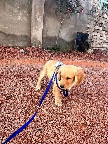 heyvan mal: Salam qizili temiz qan 3 ayliq golden retriever peyvend dermanlari — 2