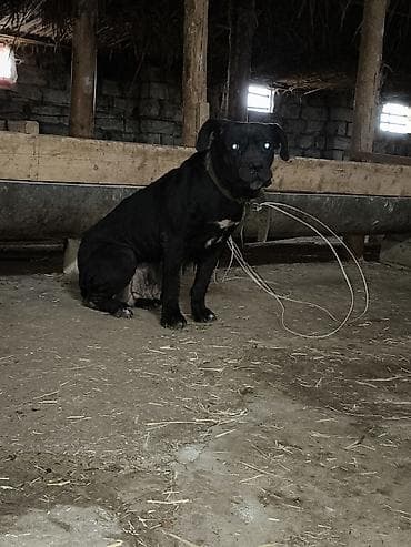 Pişiklər: Kane-Korso, Dişi — 1