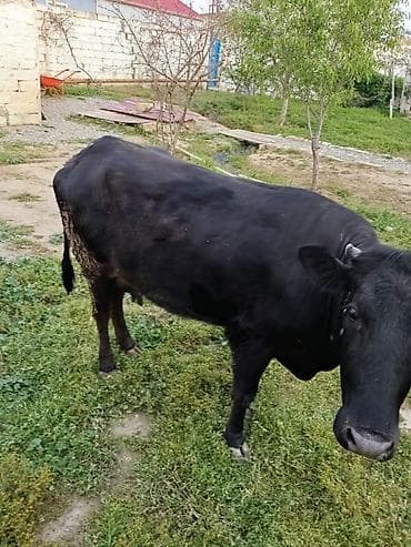 toyuq mehsullari topdan satis: Ətdiy inək satılır istəyən olsa yazsın video sun atım baxın real — 4