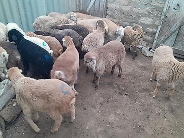 Ördəklər: 28 erkekdi — 3