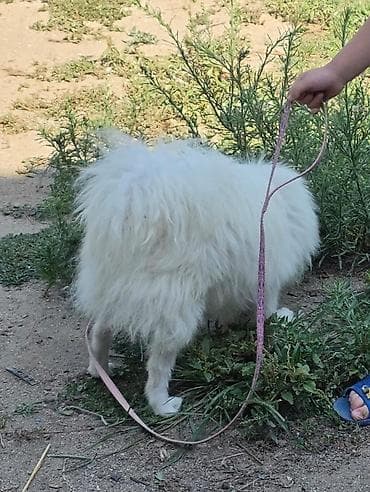 pitbul iti: Şpitz — 4