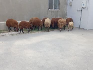 электрическая машинка для стрижки овец: Бараны, овцы — 3