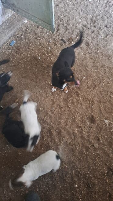 Heyvanlar üçün mallar: Balalar satilir temiz zvanokdu atasiynan anasi ayri cinsdi ama temiz — 4