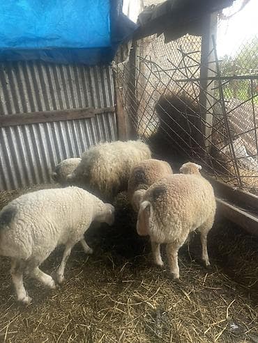 Satılır: Erkək Quzlar satlit Tatallar sortu - Şəkillərdə görünən lalafo.az -da Satılır: Erkək Quzlar satlit Tatallar sortu - Şəkillərdə görünən