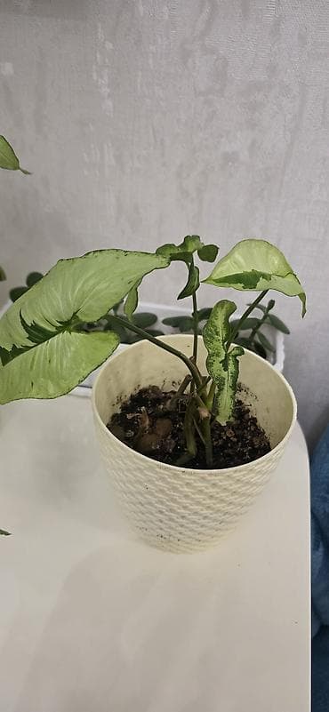 begonvil gulu: Ev gulleri satiram.Unvan kohne gunesli.Catdirilma metro — 7