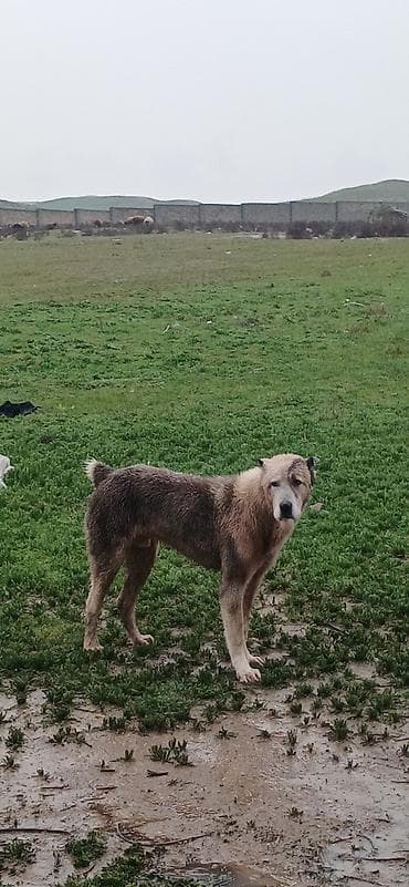 golden it cinsi: Qurdbasar, 1 il, Erkek, Peyvəndli — 4