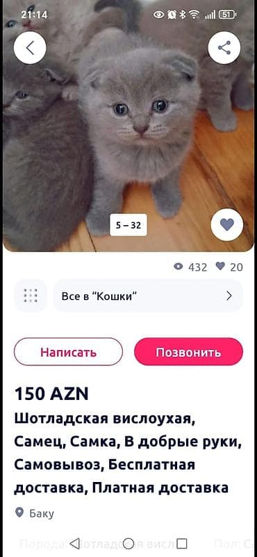 cuce ve xoruz: Şotland — 6