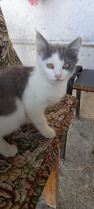 pişik adlari: Dişi — 3