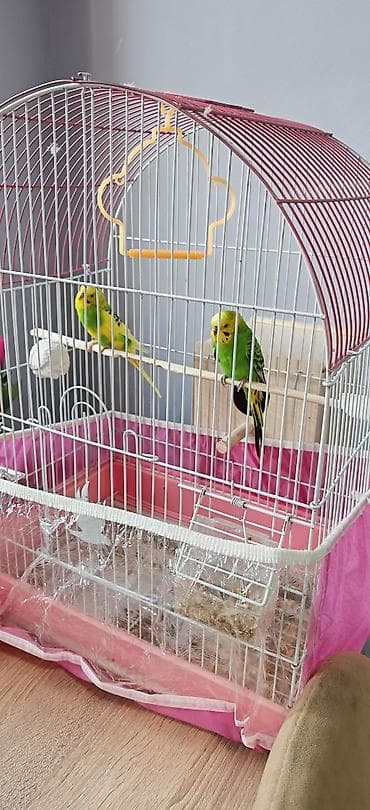 ev itderi: SATILIR!!! QƏFƏS+YUVASI+1 DİŞİ VƏ 1 ERKƏK 1 YAŞLARINDA. QƏFƏSLƏ+YUVASI — 2