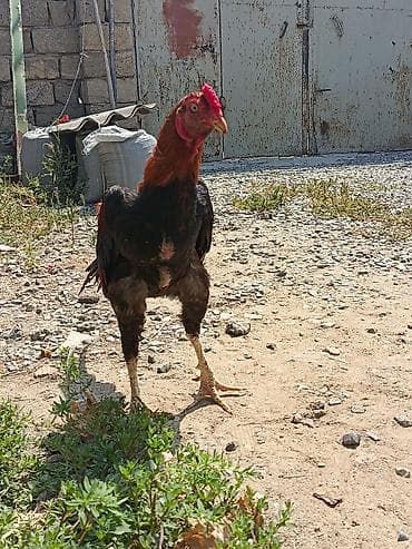 11 Aylıq becədi tayına heyvan gətirib yoxlaya bilərsiz qiymətdə — 4