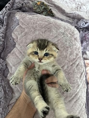 balaca pisik: Şotland yastı qulaq — 3