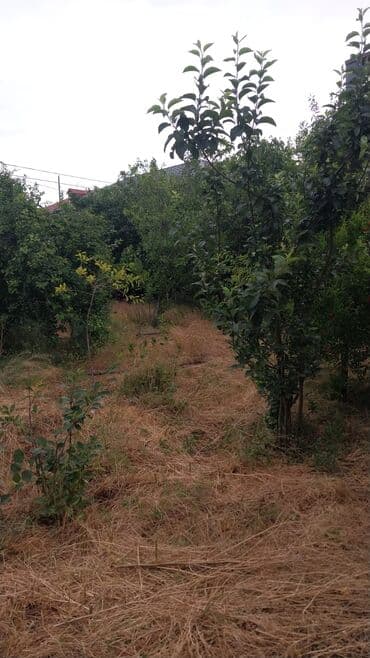 mərdəkanda torpaq satılır: 8 sot, Kupça (Çıxarış) — 5