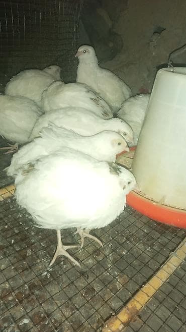 Bildirçin biri 2.20 qəpik