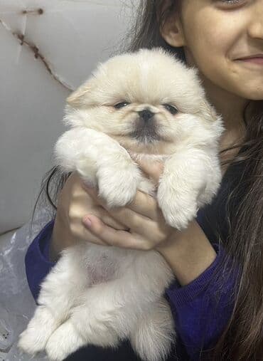 купить хаски щенка: Pekines, 2 ay, Dişi — 6