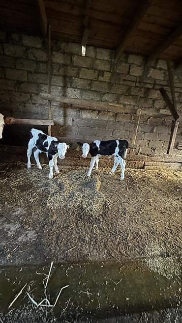 mal satisi: Simmental buzovlar satılır.İkisi də dişidir. Ekiz buzovlardır.Anaları — 9