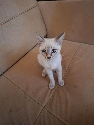Erkək, Yaxşı əllərə, Ünvandan götürmə, Pulsuz çatdırılma, Ödənişli çatdırılma — 4