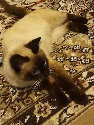 şotland dişi: Siam, Dişi, Ünvandan götürmə — 2