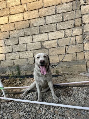 itler piknes: Labrador-retriver, 3 il, Erkek, Sənədli, Ünvandan götürmə — 1