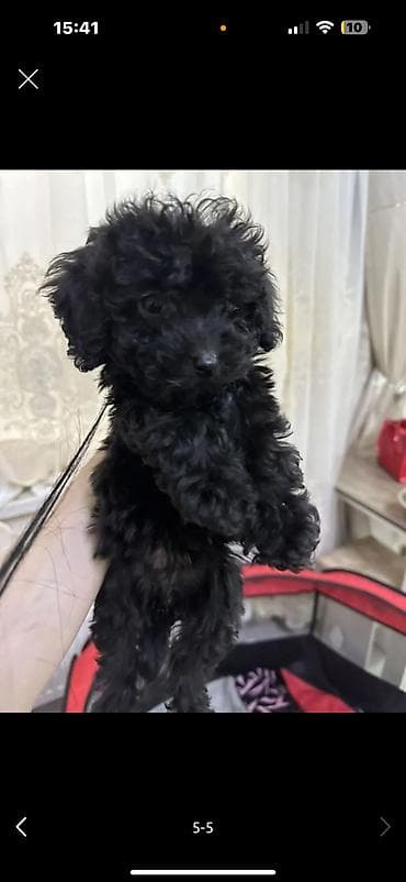 qusarda inek satilir: Pudel, 3 ay, Erkek, Peyvəndli, Ünvandan götürmə — 2