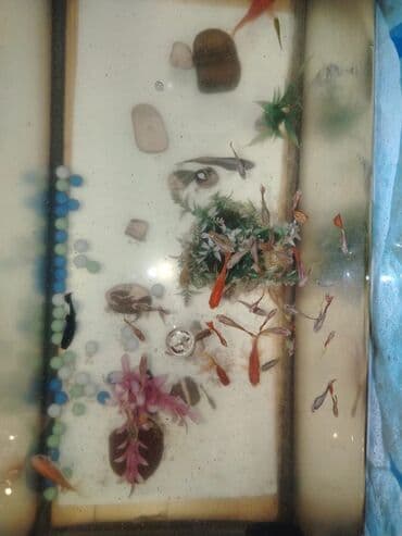 canlı balıq: Akvaryum komplekti eni 32sm. hündürlük 60sm. uzunluq 70sm - Şüşə — 5